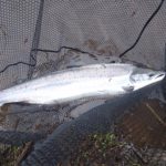 Spring Salmon, River Tay, Echoes from a river, Wild fishing,