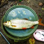Angus Woolhouse, echoes from a river, echoes, fishing writing, fishing blog, wild fishing , fishing Coarse, Coarse fishing, River Kennet, Roach, , Wild fishing, Wildfishing